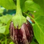 bringal seeds online deepuponnapan