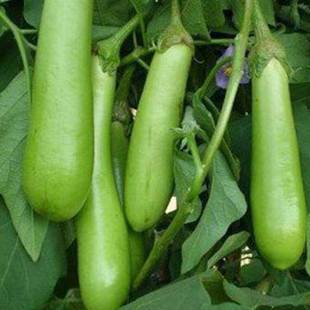 Brinjal Green Long