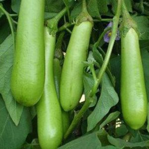 Brinjal Green Long