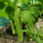 Long Green Brinjal dp