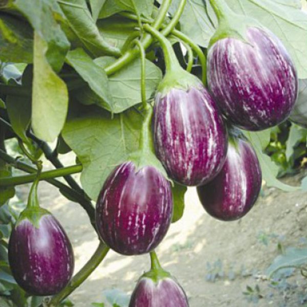 Violet Vazhuthana