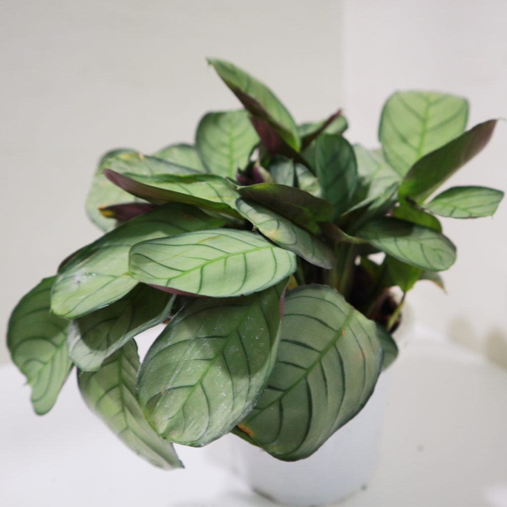 Calathea A28