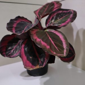 Calathea A25
