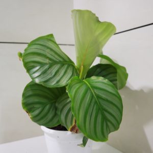 Calathea A24