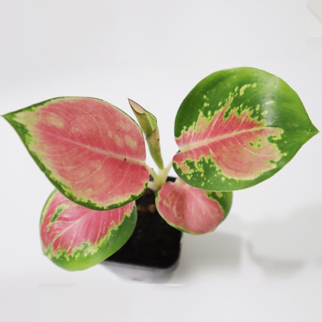 Aglonima China Red