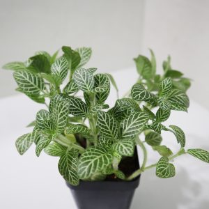 Fittonia Green Mix
