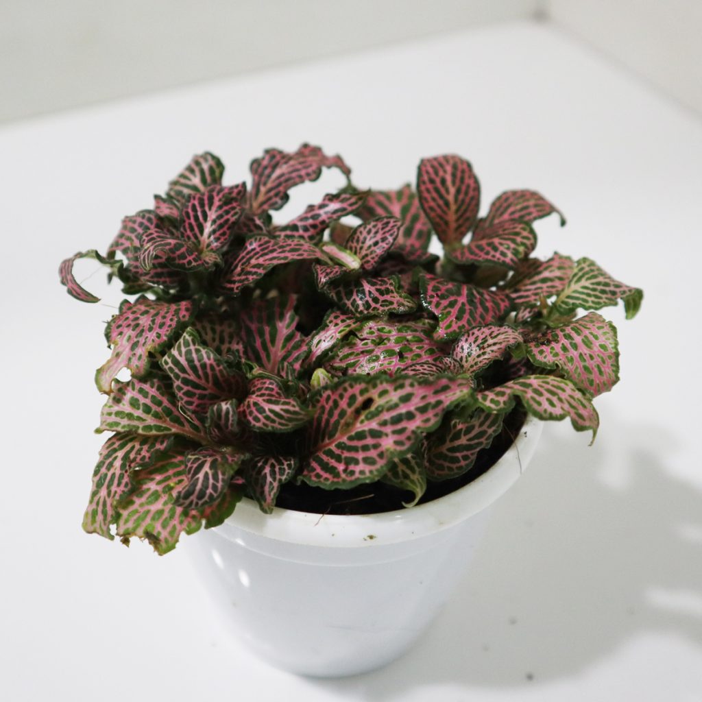 Fittonia Mix