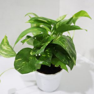 Green Pothos