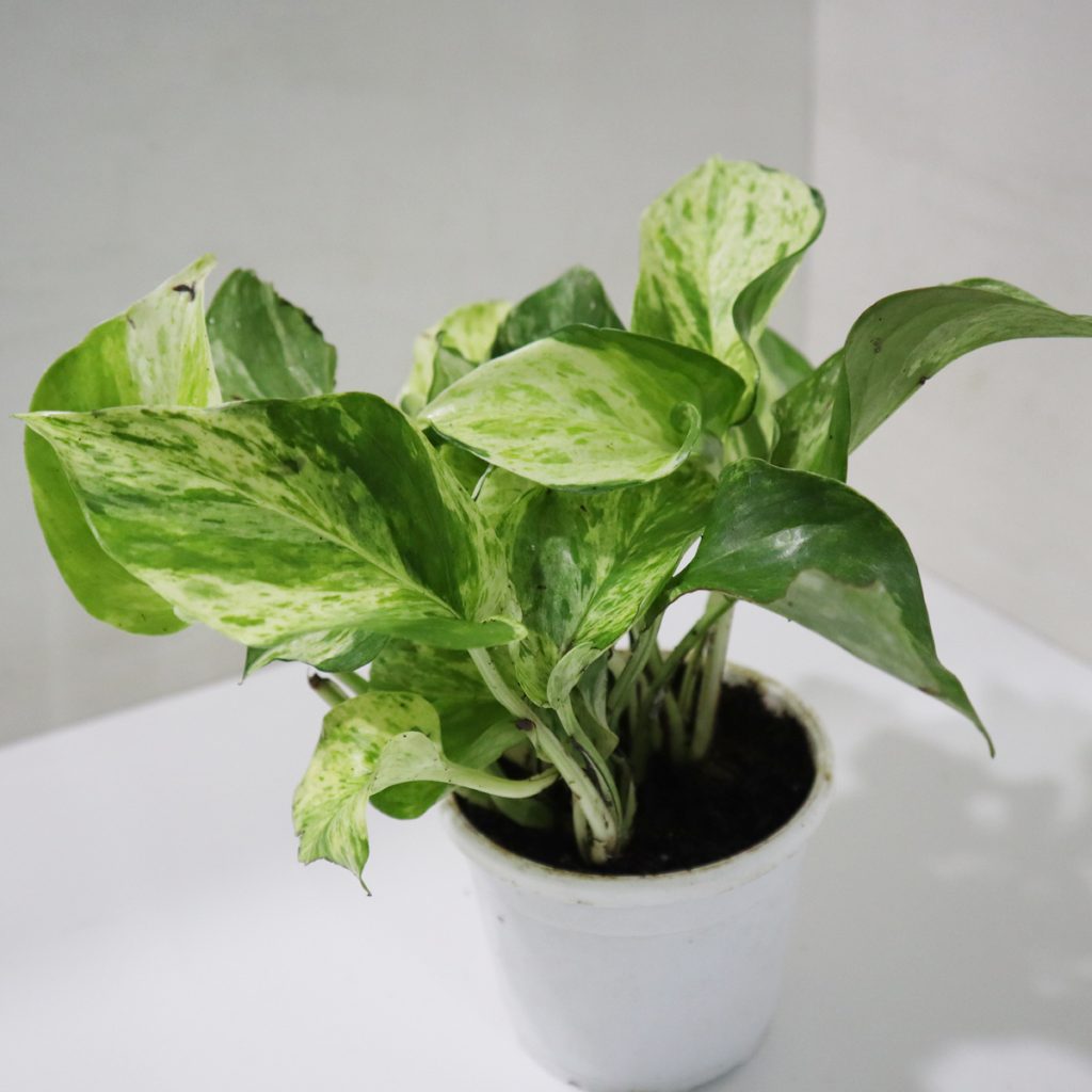 Marble Pothos (Moneyplant)