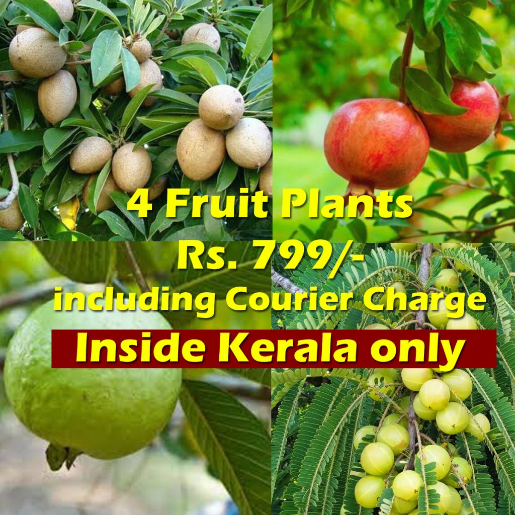 Fruit Plants Combo Rs.799/-