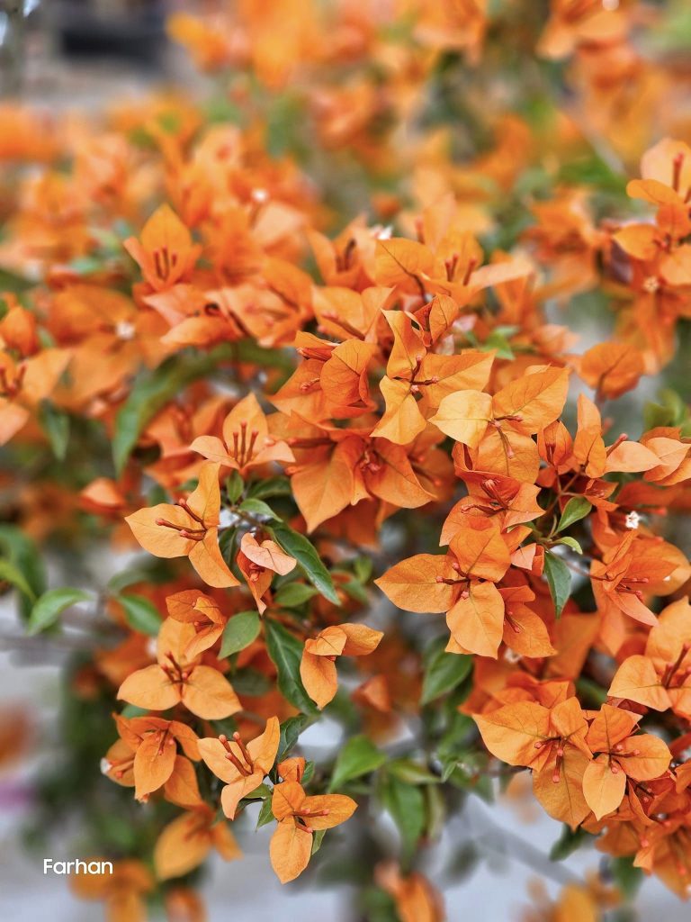 Bougainvillea