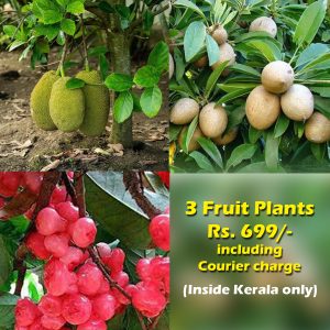 Fruit Plants Combo Rs.699/-