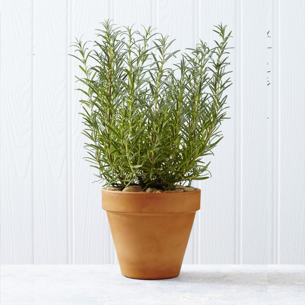 Rosemary Plant