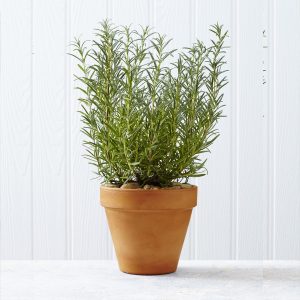Rosemary Plant